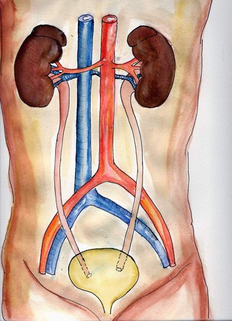 Die Lage der Nieren im Körper